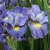 Iris Sibirica Cape Cod Boys