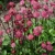 Astrantia Primadonna