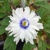 Sasanky Nemorosa Blue Eyes 1ks