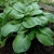 Hosta Fried Green Tomatoes