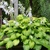 Hosta Guacamole