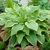 Hosta Yellow River