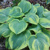 Hosta Earth Angel