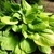 Hosta Sum and Substance