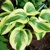 Hosta Oh Cindy