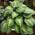 Hosta Saint Paul