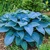 Hosta Blue Perfection