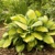 Hosta Wedgewood Gold