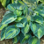 Hosta Blue Circle