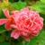 Begonia Camelia