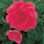 Begonia Double Roze