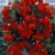 Begonia Pendula Cascade Red