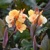 Canna Apricot Dream