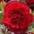 Begonia Fimbriata Red