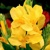 Canna Yellow Humbert