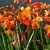 Crocosmia Hybrid Orange Pekoe 1ks