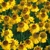 Helenium Wesergold