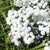 Achillea Boule De Neige