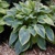 Hosta Alvatine Taylor