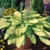 Hosta Gold Standard