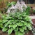 Hosta Francee