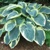 Hosta American Halo