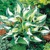 Hosta Whirlwind