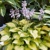 Hosta Banana Bay