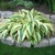 Hosta Lakeside Dragonfly