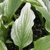 Hosta Zebra Stripes