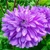 Dahlia Blue Bell