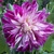 Dahlia Purple Explosion