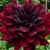 Dahlia Rip City