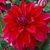 Dahlia Babylon Red