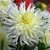 Dahlia White Star