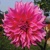 Dahlia Lucky Number