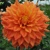 Dahlia Neon Splendour