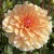 Dahlia Perception Orange