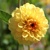 Dahlia Golden Sceptre