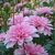 Dahlia Perception Pink