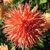 Dahlia Reymans Firecracker