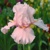 Iris Germanica Cherished