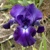 Iris Germanica Winners Circle