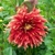 Dahlia Autumn Sunburst