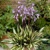 Hosta Cherry Berry