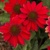 Echinacea Sombrero Salsa Red