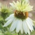 Echinacea Mount Hood