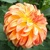 Dahlia Irish Pinwheel