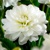 Dahlia Onesta White
