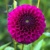 Dahlia Cryfield Harmony